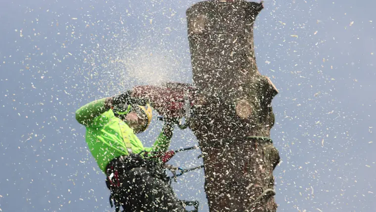 An arborist sectioning a bare trunk from a rope, sawdust in the air.