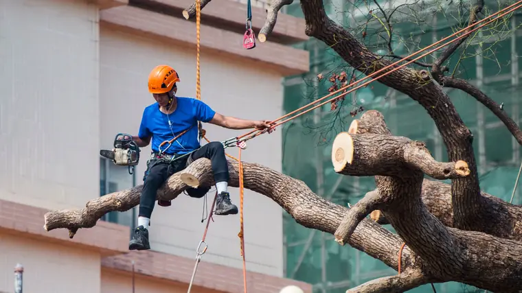 A climber roped into a limb, pruning it back with a chainsaw.